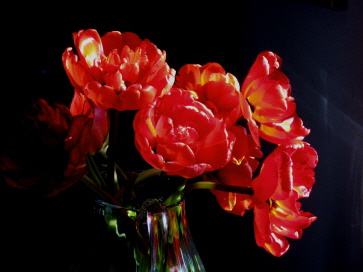 Die Nachtblume, Foto: Werner Pieper